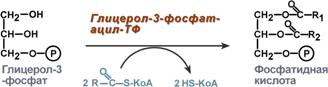 Реакции синтеза ТАГ из фосфатидной кислоты - student2.ru