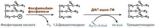Реакции синтеза ТАГ из фосфатидной кислоты - student2.ru