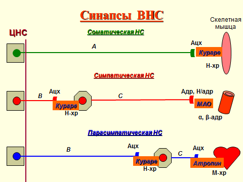 Рефлексы, виды рефлексов - student2.ru