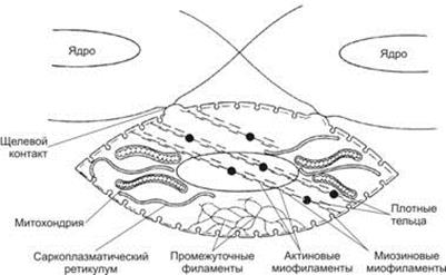 регенерация сердечной мышечной ткани - student2.ru