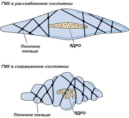 регенерация сердечной мышечной ткани - student2.ru