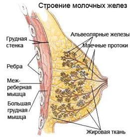 Регенерация железистых клеток - student2.ru