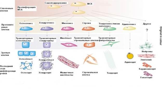 Региональные стволовые клетки - student2.ru