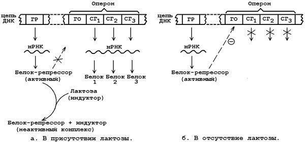 Регуляция биосинтеза белка - student2.ru