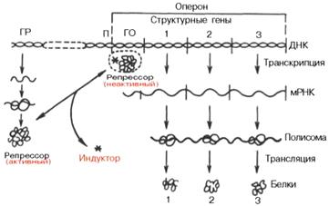 Регуляция генной экспрессии на уровне транскрипции - student2.ru