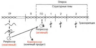 Регуляция генной экспрессии на уровне транскрипции - student2.ru