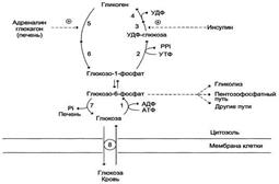 Регуляция катехоламинами и глюкагоном мобилизации гликогена. - student2.ru