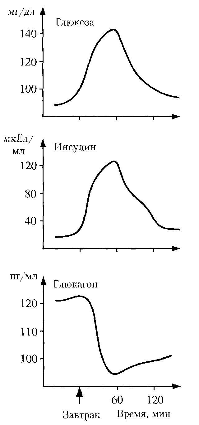 регуляция обмена углеводов - student2.ru