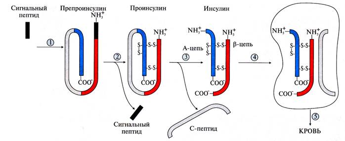 регуляция обмена углеводов, липидов и аминокислот - student2.ru