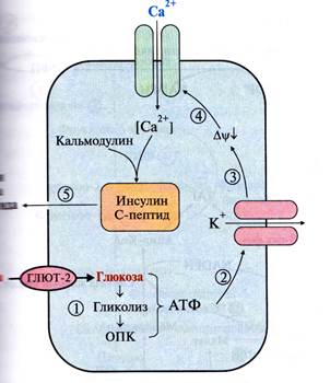 регуляция обмена углеводов, липидов и аминокислот - student2.ru
