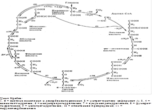 Регуляция общих путей катаболизма. Анаболические функции цикла Кребса - student2.ru
