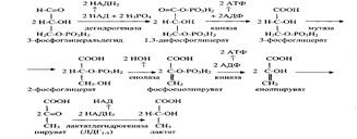 Регуляция общих путей катаболизма. Анаболические функции цикла Кребса - student2.ru