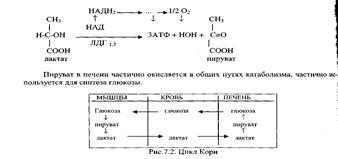 Регуляция общих путей катаболизма. Анаболические функции цикла Кребса - student2.ru