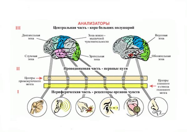 регуляция работы вегетативной нервной системы - student2.ru