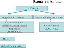 Регуляция распада гликогена - student2.ru