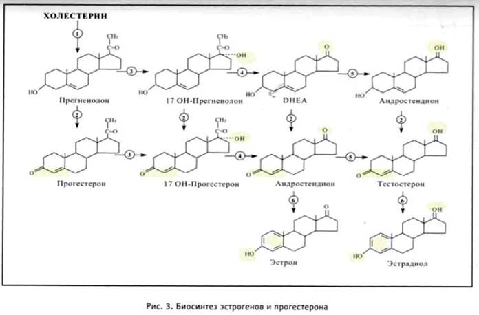 Регуляция секреции эстрогенов - student2.ru