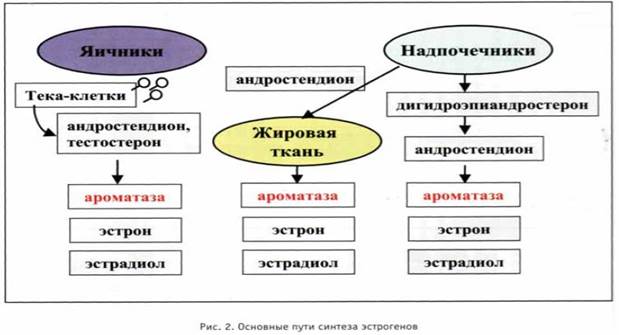 Регуляция секреции эстрогенов - student2.ru