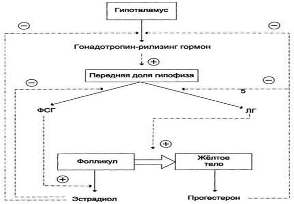 Регуляция секреции эстрогенов - student2.ru