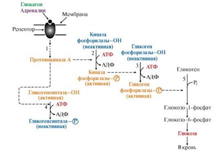 Регуляция синтеза и распада гликогена в печени глюкагоном и адреналином - student2.ru