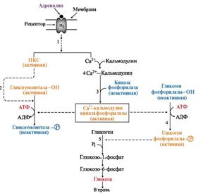 Регуляция синтеза и распада гликогена в печени глюкагоном и адреналином - student2.ru