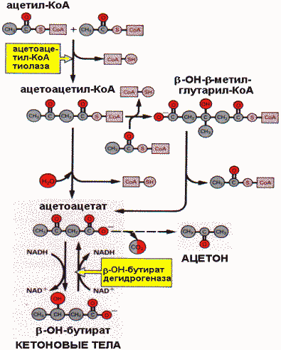 Регуляция синтеза и секреции - student2.ru