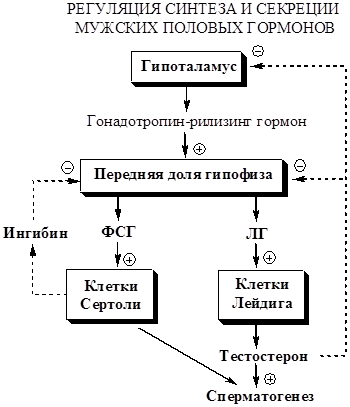 Регуляция синтеза и секреции андрогенов - student2.ru