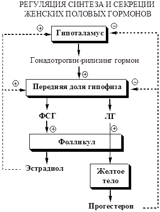 Регуляция синтеза и секреции андрогенов - student2.ru