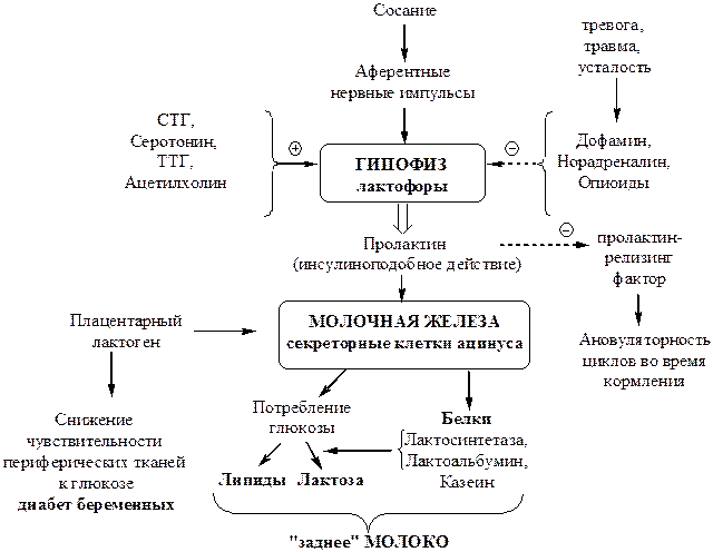 Регуляция синтеза молока - student2.ru