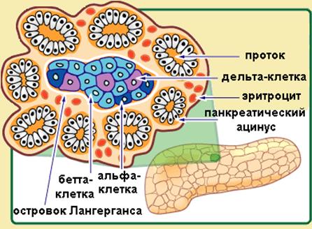 Регуляция уроня глюкозы в крови - student2.ru