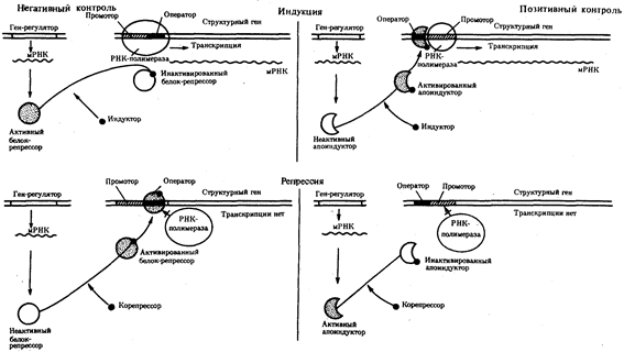 Регуляция экспрессии генов на геномном уровне организации наследственного материала - student2.ru