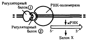 Регуляция экспрессии генов у эукариот - student2.ru