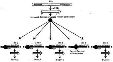 Регуляция экспрессии генов у эукариот - student2.ru