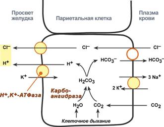 Регуляция желудочного пищеварения - student2.ru