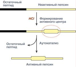 Регуляция желудочного пищеварения - student2.ru