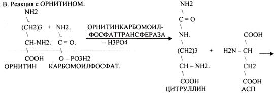 Регуляторы местного действия ( ГИСТАМИН) - student2.ru