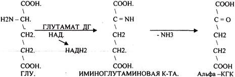 Регуляторы местного действия ( ГИСТАМИН) - student2.ru