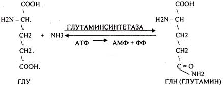 Регуляторы местного действия ( ГИСТАМИН) - student2.ru