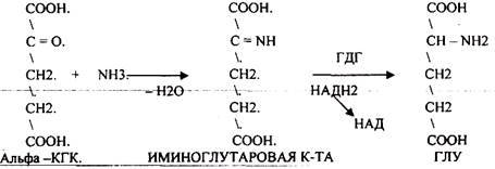 Регуляторы местного действия ( ГИСТАМИН) - student2.ru