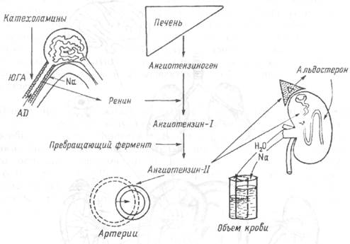 Ренин-ангиотензин-альдостероновая система - student2.ru