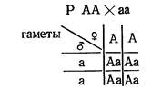 Репродуктивная система мужчин - student2.ru