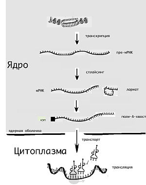 Ретровирусы и ретротранспозоны - student2.ru