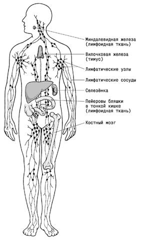 Резус-конфликт матери и ребенка - student2.ru