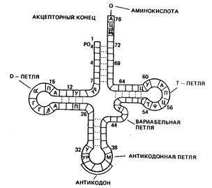 Рибонуклеиновая кислота (РНК) и её типы. - student2.ru