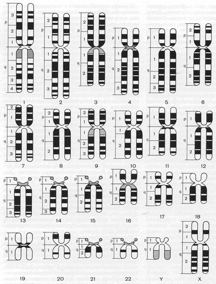 Рис-21. Идиограмма хромосомного набора человека. - student2.ru