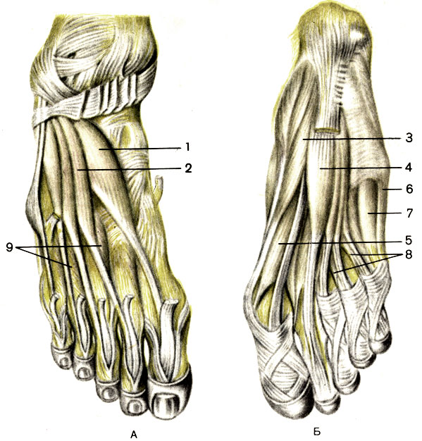 Мышцы нижних конечностей стопы. Мышцы стопы анатомия подошвенная. Короткий разгибатель пальцев стопы анатомия. Разгибатель 1 пальца стопы анатомия. Тыльные мышцы стопы анатомия.