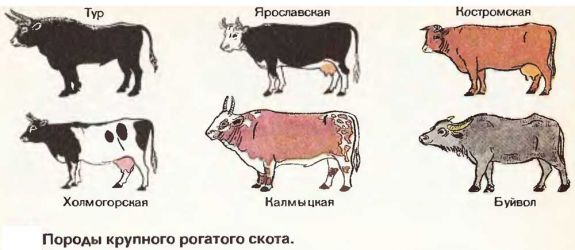 Роль млекопитающих в природе и жизни человека - student2.ru
