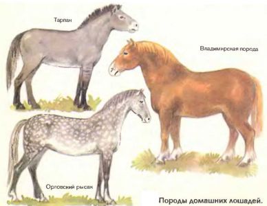 Роль млекопитающих в природе и жизни человека - student2.ru