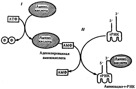 Роль РНК в реализации наследственной информации - student2.ru