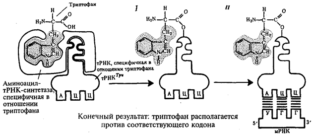 Роль РНК в реализации наследственной информации - student2.ru