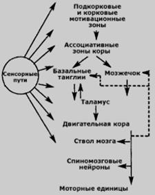 Роль структур головного мозга в регуляции движений и мышечного - student2.ru